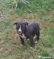 American Staffordshire Terrier (Amstaff) 