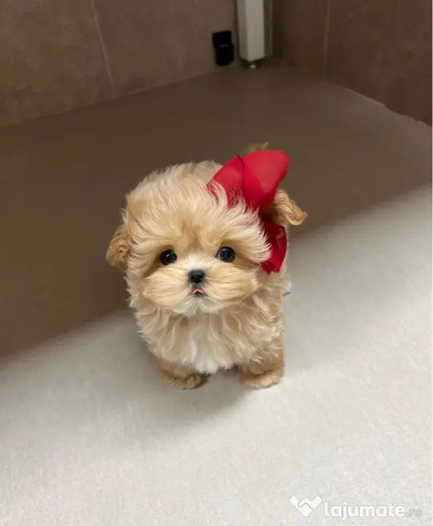 Maltipoo Mini Toy