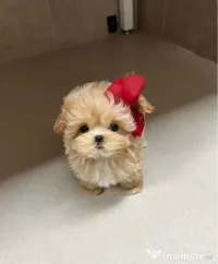 Maltipoo Mini Toy 