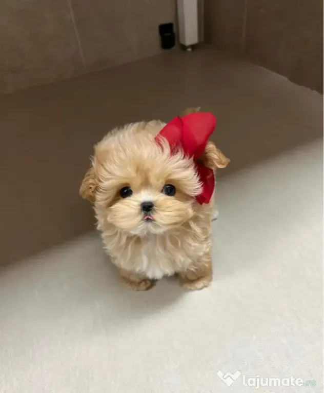 Maltipoo Mini Toy