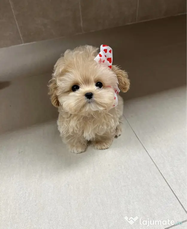 Maltipoo Mini Toy