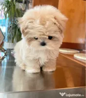Maltipoo toy 