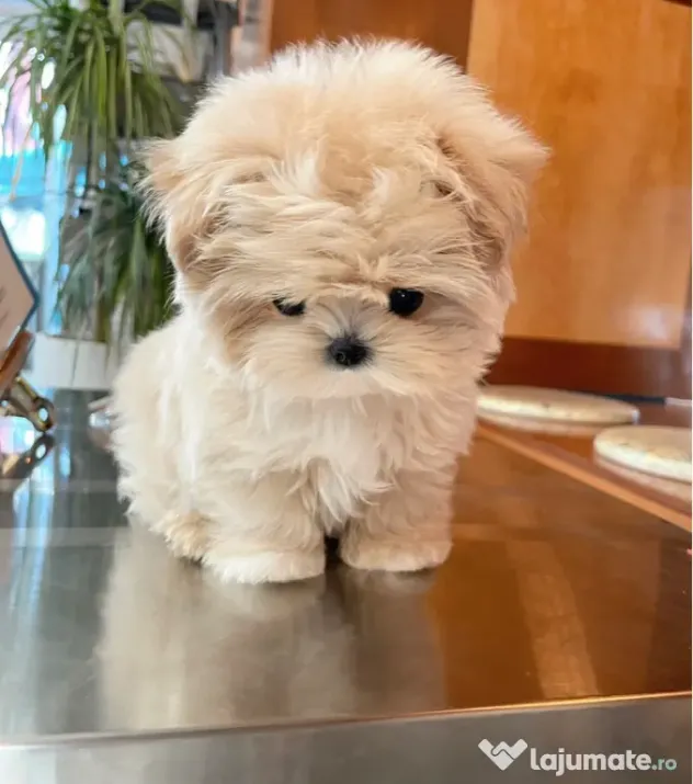 Maltipoo toy