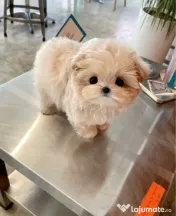 Maltipoo toy 