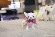 Chihuahua Micro TeaCup Apple Head China-Korea 