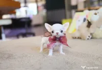 Chihuahua Micro TeaCup Apple Head China-Korea 