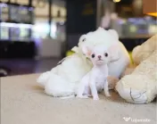 Chihuahua Micro TeaCup Apple Head China-Korea 