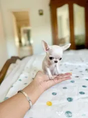 Chihuahua Micro TeaCup Apple Head China-Korea 