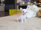 Chihuahua Micro TeaCup Apple Head China-Korea 