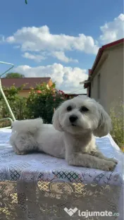 Vand catelusa Bichon 