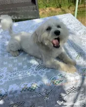 Vand catelusa Bichon 