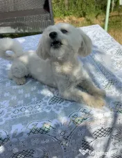 Vand catelusa Bichon 