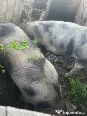 Porci de vânzare 