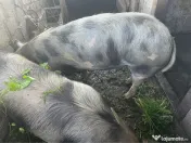 Porci de vânzare 