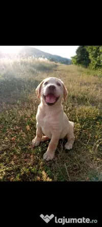 Femelă labrador