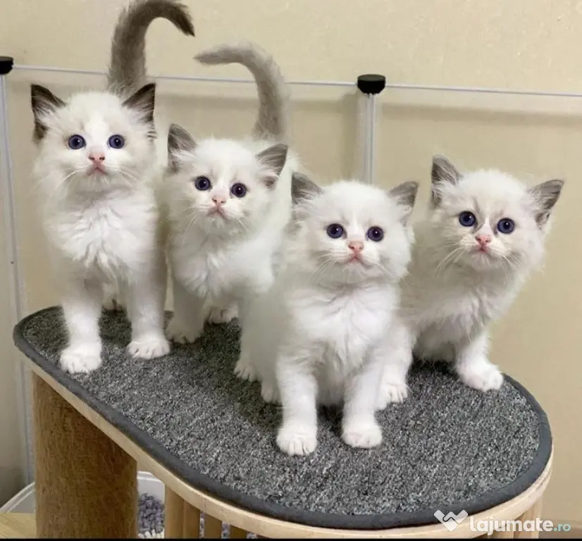 Ragdoll pisoiași