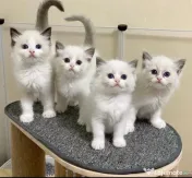 Ragdoll pisoiași 