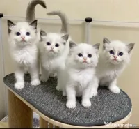 Ragdoll pisoiași 