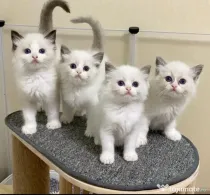 Ragdoll pisoiași