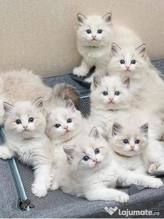 Ragdoll pisoiași