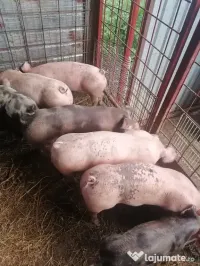 Vând purcei în vârstă de 2 luni 