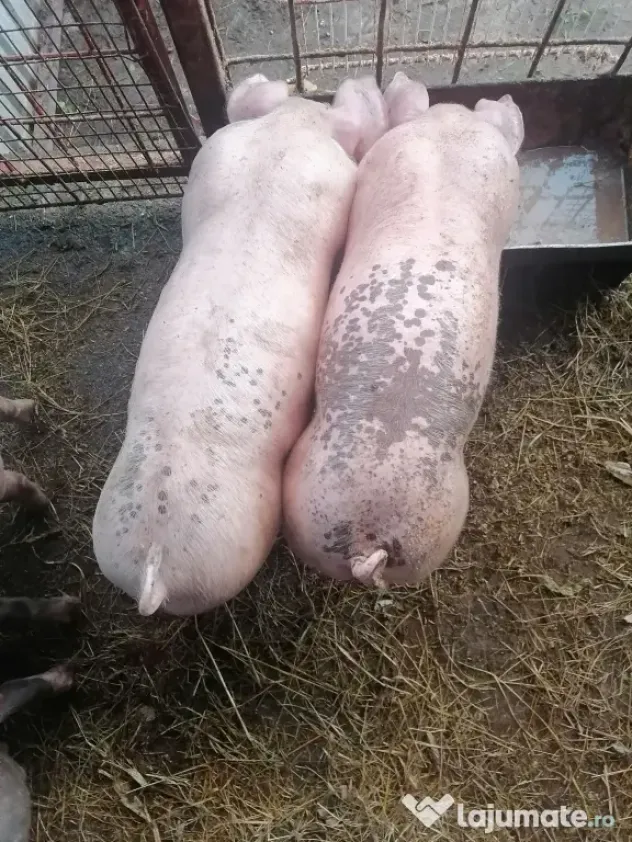 Vând purcei în vârstă de 2 luni
