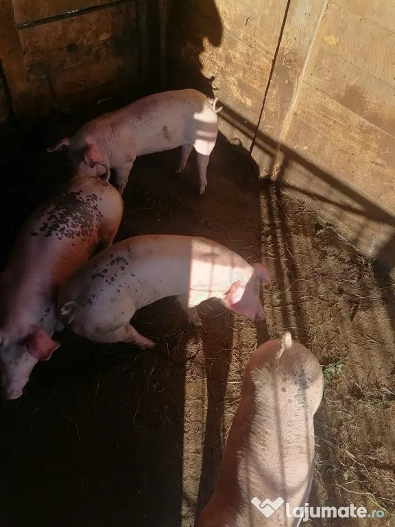 Vând purcei în vârstă de 2 luni