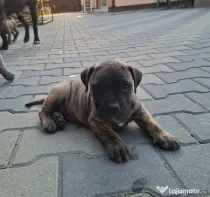 Mascul Presa Canario