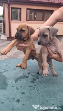 Pui Presa Canario