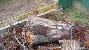 Trunchi de nuc tăiat în 3 bucăți cu dimensiuni diferite 
