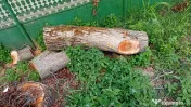 Trunchi de nuc tăiat în 3 bucăți cu dimensiuni diferite 