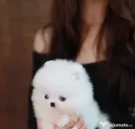 Pomeranian mini