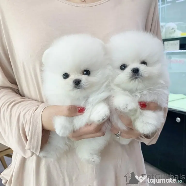 pomeranian mini