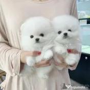 Pomeranian mini