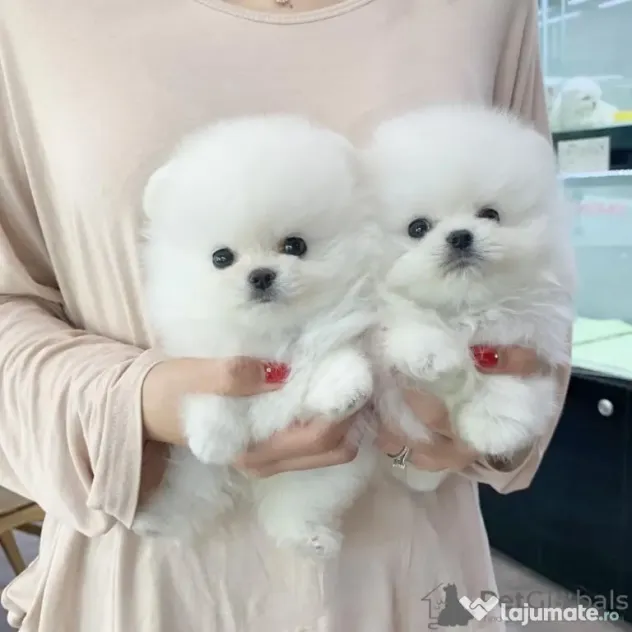 pomeranian mini