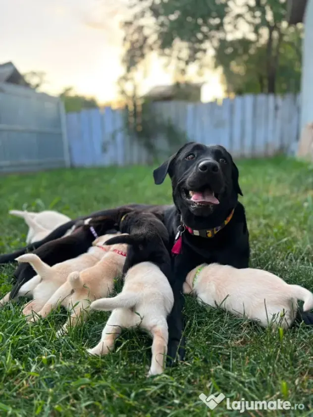 Labrador Retreiver
