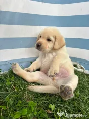Labrador Retriever