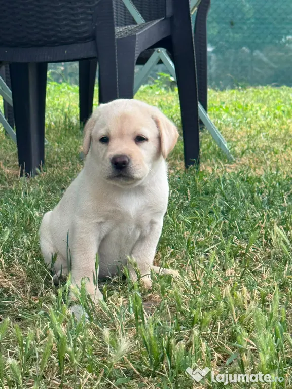 Labrador Retreiver