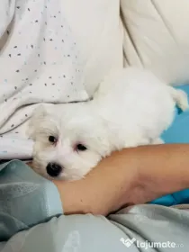 Vând Bichon Maltez Talie mică