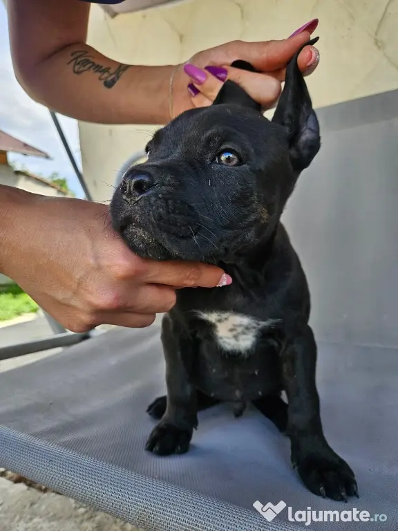 vând catelus cane corso