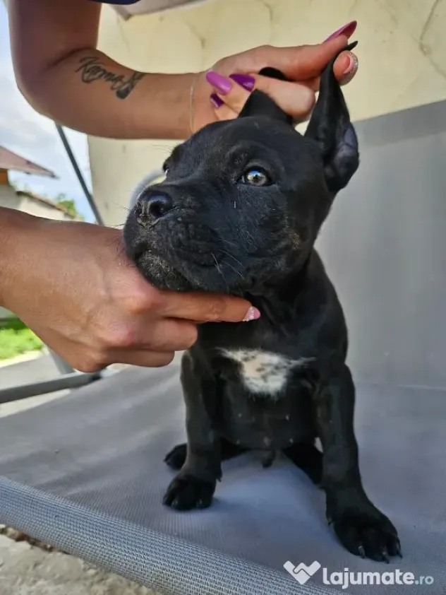 vând catelus cane corso