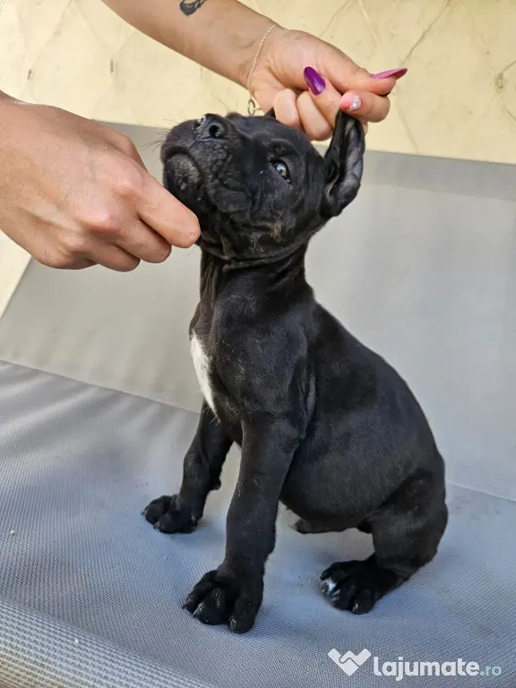 vând catelus cane corso