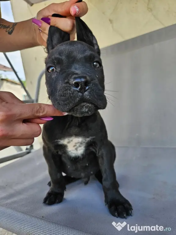 vând catelus cane corso