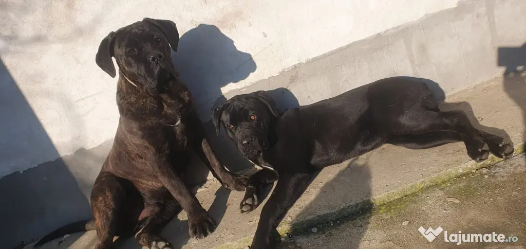 vând catelus cane corso