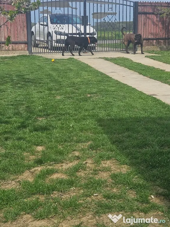 vând catelus cane corso