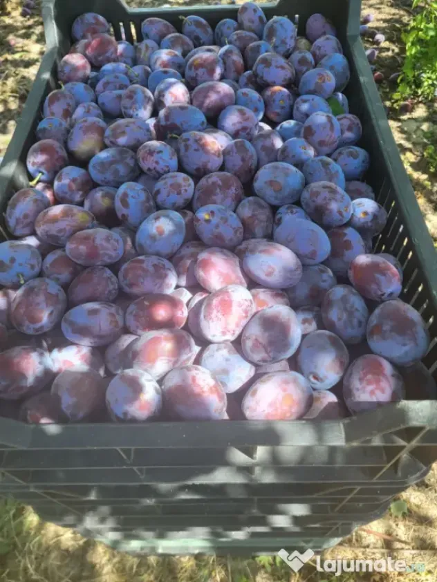 Vand prune din livada proprie,pentru consum,compot,magiun,borhot.