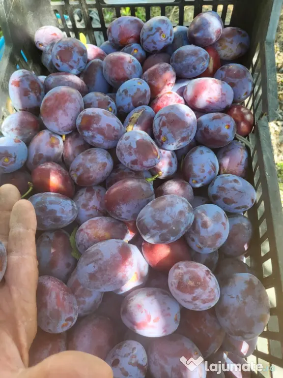 Vand prune din livada proprie,pentru consum,compot,magiun,borhot.