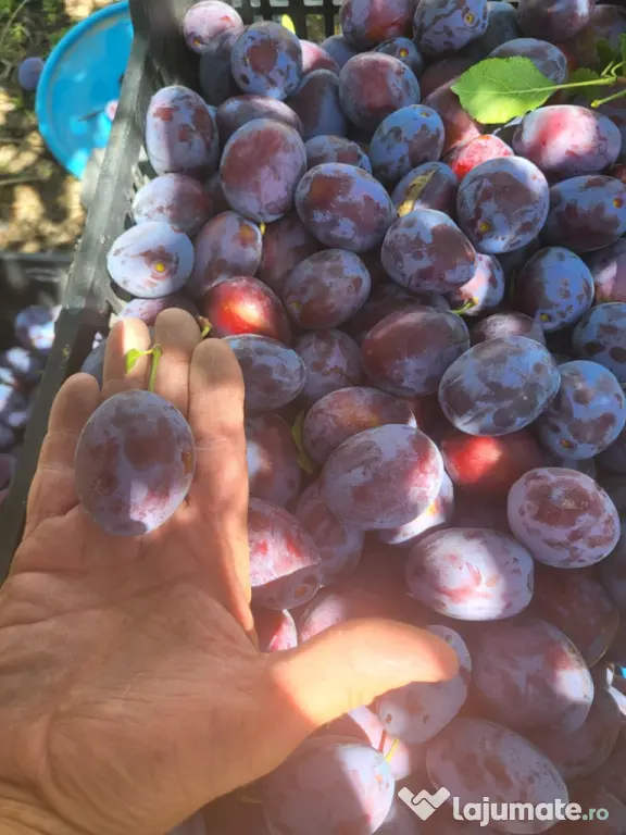 Vand prune din livada proprie,pentru consum,compot,magiun,borhot.