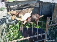 Vând 2 capre și 3 iede,preț negociabil. 
