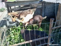 Vând 2 capre și 3 iede,preț negociabil.